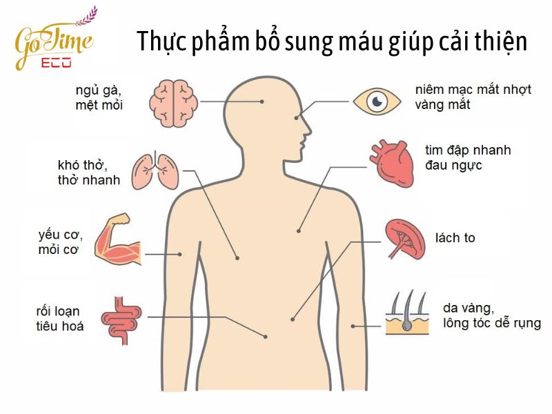 Thực phẩm bổ sung máu