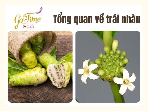 Vô vàn công dụng của trái nhàu mà ít ai biết